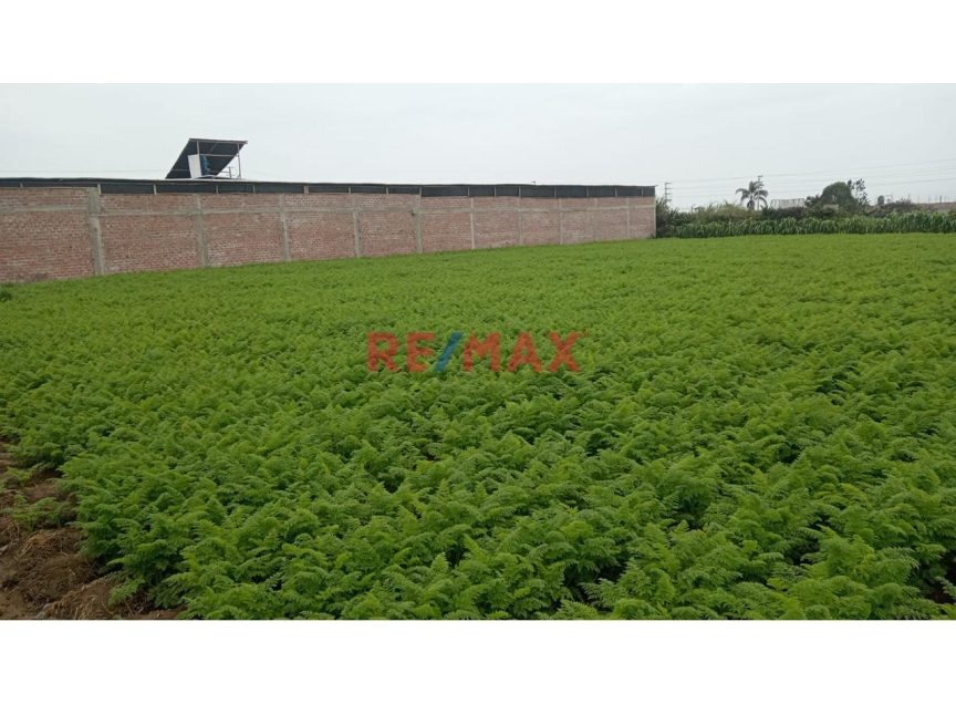 terreno - venta - Area: 3600.00m2 - Se Vende Terreno De 3600 M2 En Chancay