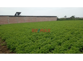 terreno - venta - Area: 3600.00m2 - Se Vende Terreno De 3600 M2 En Chancay